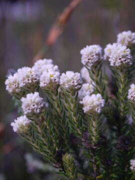 Imagem de Phylica strigosa Berg.