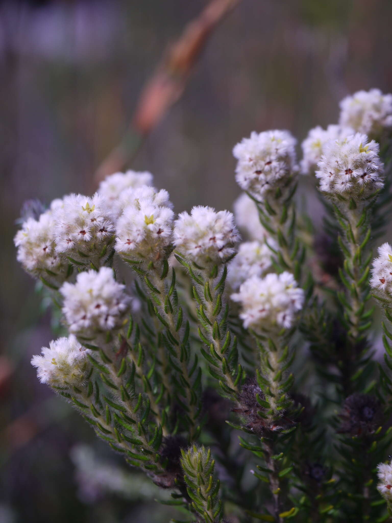 Phylica strigosa Berg. resmi