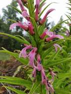 Imagem de Lobelia bridgesii Hook. & Arn.