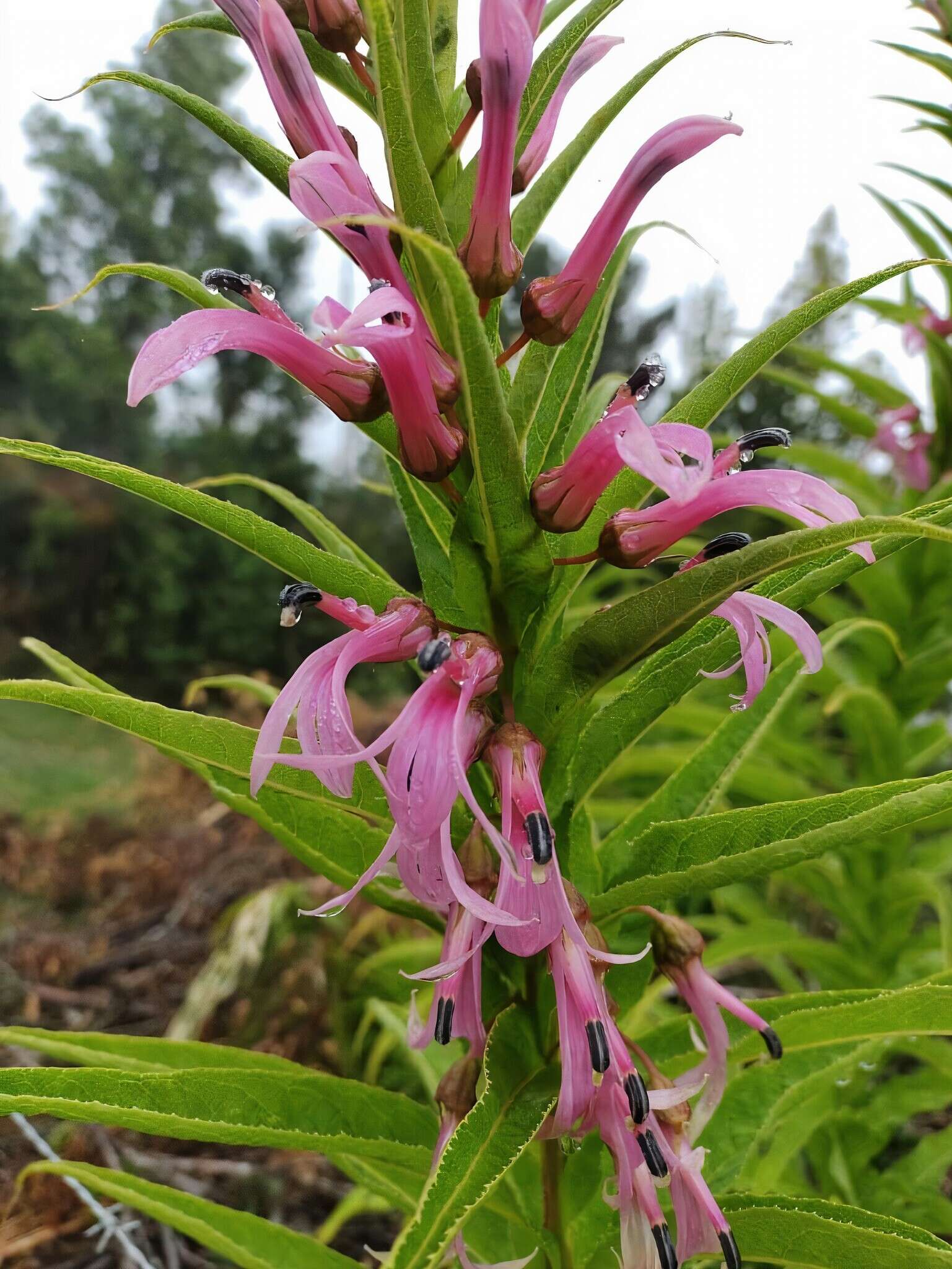 Imagem de Lobelia bridgesii Hook. & Arn.