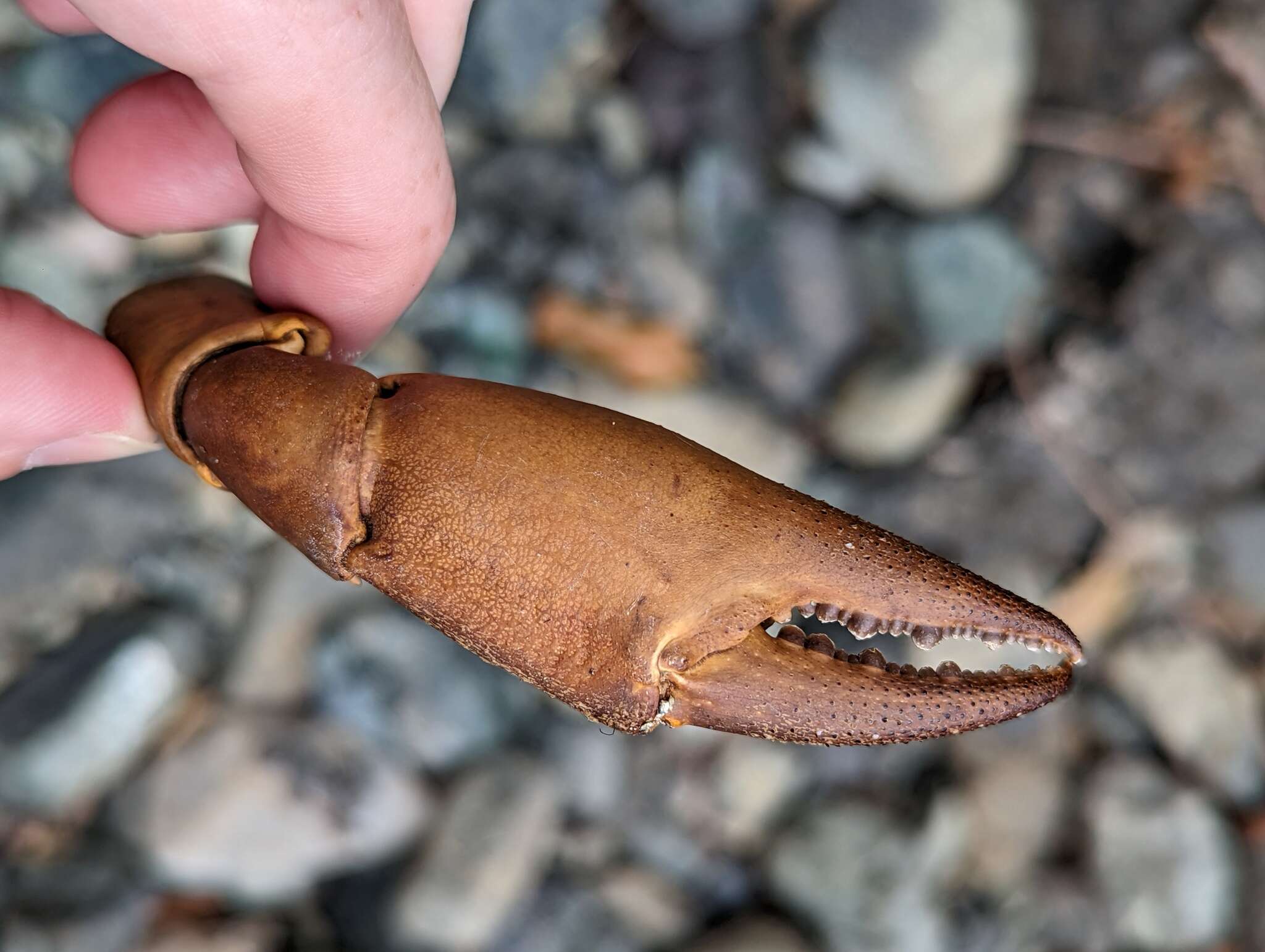 Image of Epilobocera sinuatifrons (A. Milne-Edwards 1866)