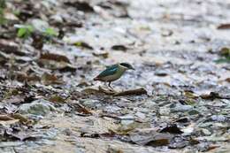 Image of Fairy Pitta