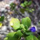 Image of Salvia montecristina Urb. & Ekman