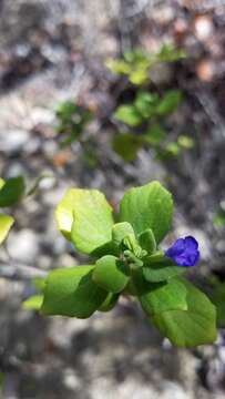 Image of Salvia montecristina Urb. & Ekman