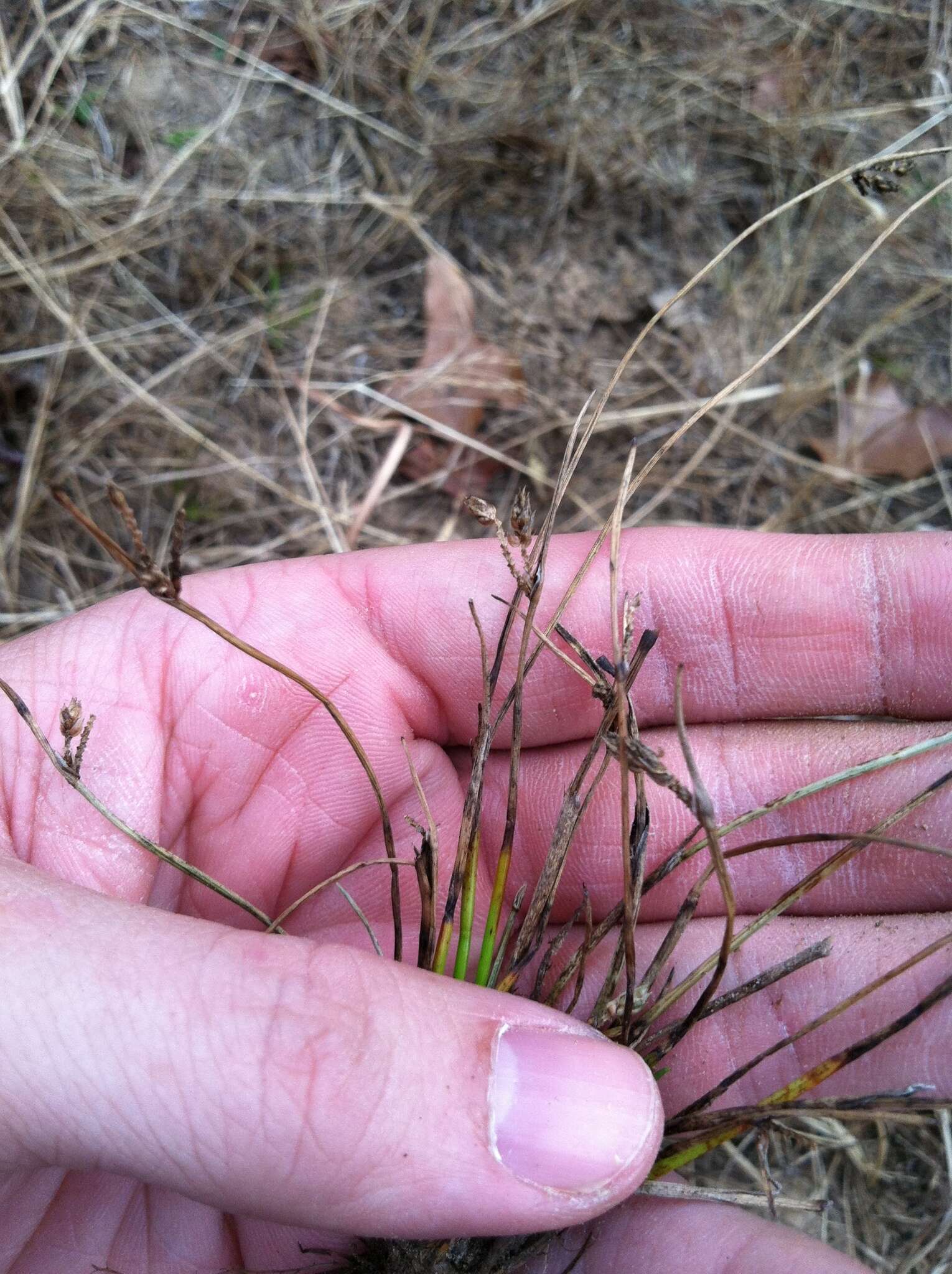 Sivun Schoenoplectiella hallii (A. Gray) Lye kuva