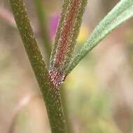 Image of Waltham Creek clarkia