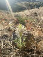 Lupinus malacophyllus Greene resmi