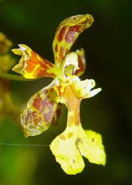 Слика од Grandiphyllum auricula (Vell.) Docha Neto