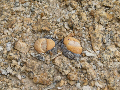 Image of Lithops ruschiorum (Dinter & Schwant.) N. E. Br.