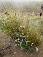 Image of Valeriana clarionifolia Phil.