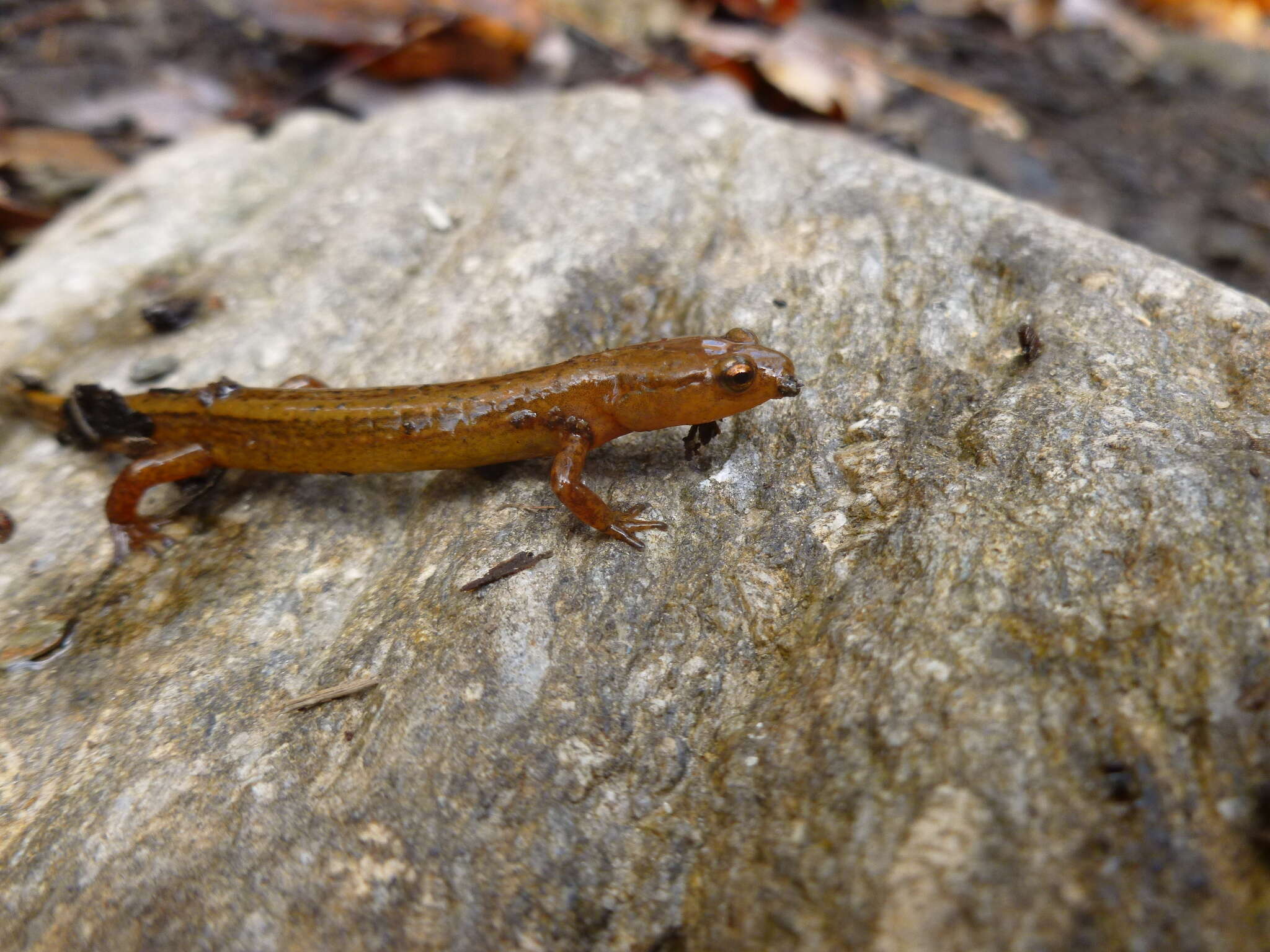 Image of Junaluska Salamander