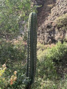 Image of Trichocereus macrogonus var. peruvianus