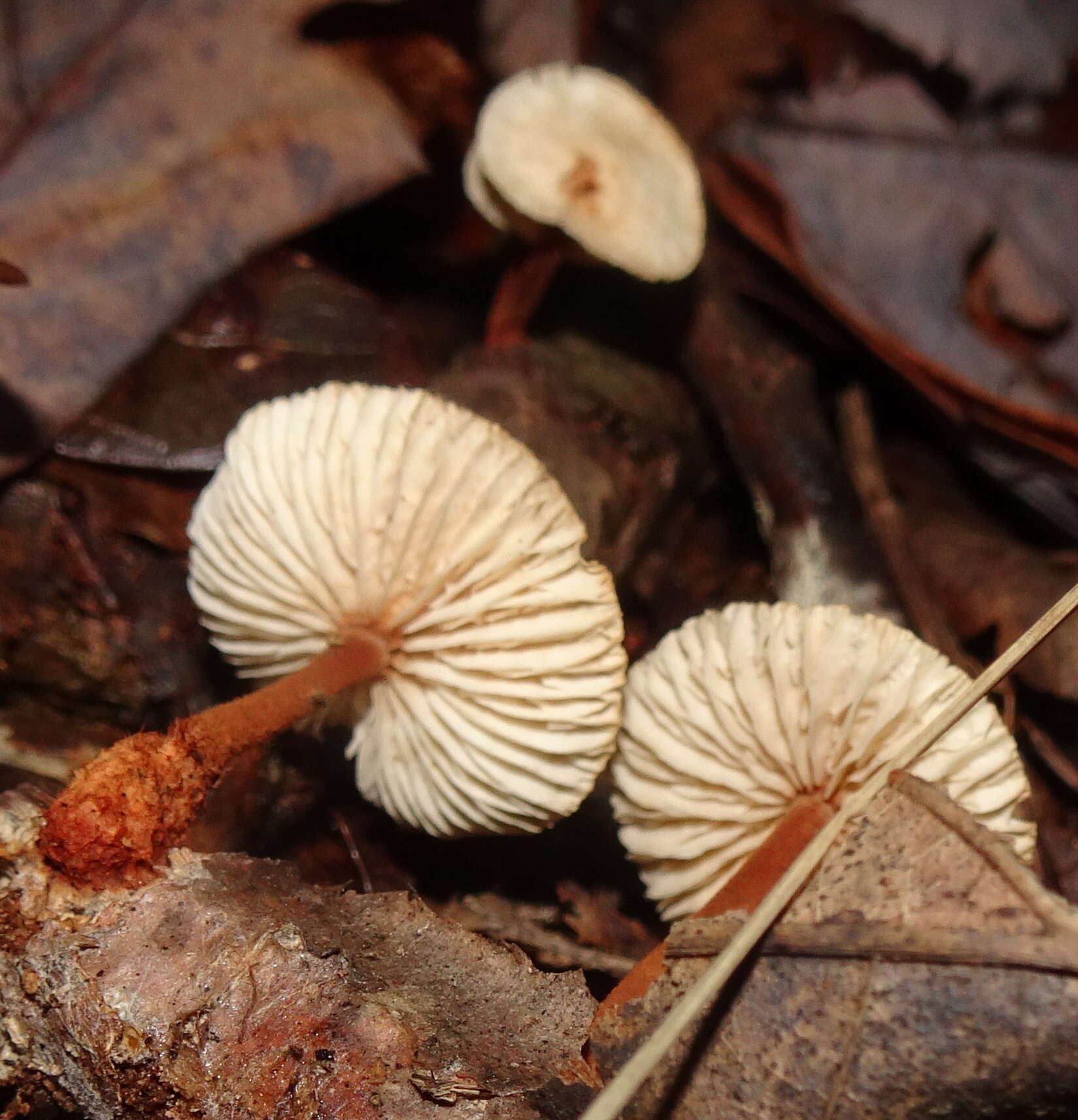 Imagem de Gymnopus spongiosus (Berk. & M. A. Curtis) Halling 1996