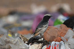 Image of Red-rumped Wheatear