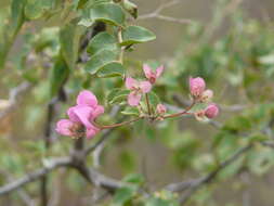 Bougainvillea peruviana Humb. & Bonpl. resmi