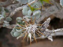 Image of Macledium spinosum (L.) S. Ortiz