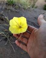 Imagem de Oenothera odorata Jacq.