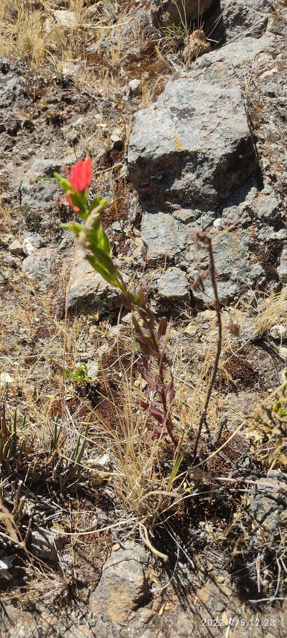 Image of Castilleja nubigena Kunth