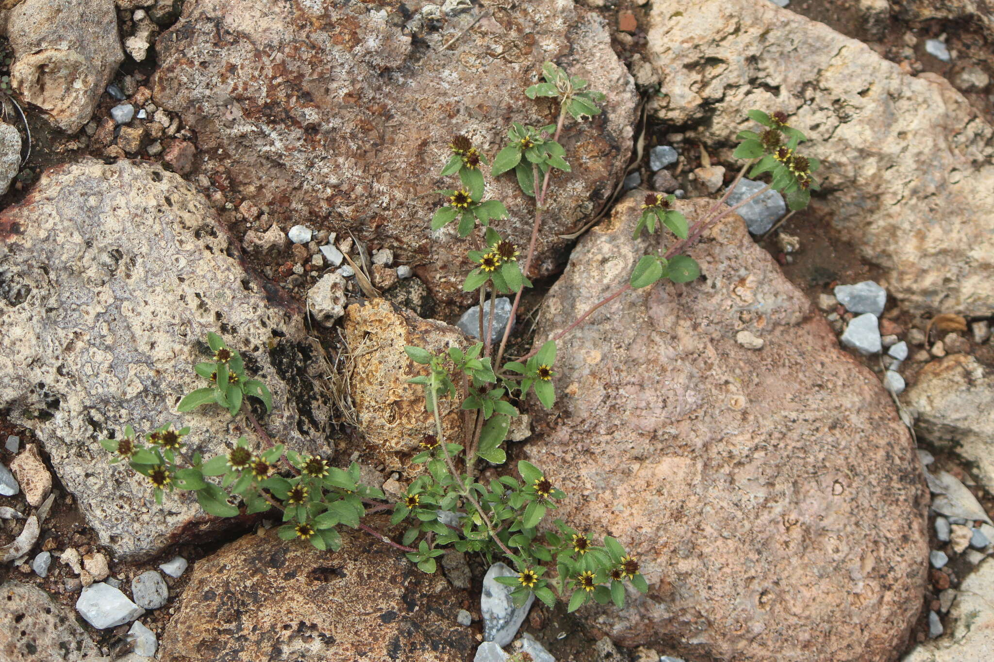 Sanvitalia angustifolia Engelm. ex A. Gray resmi