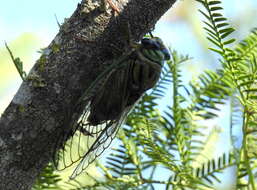 Image of Guyalna bonaerensis (Berg 1879)