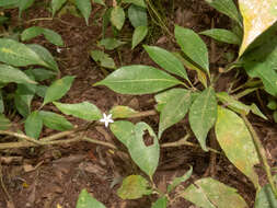 Image of Psychotria suterella Müll. Arg.