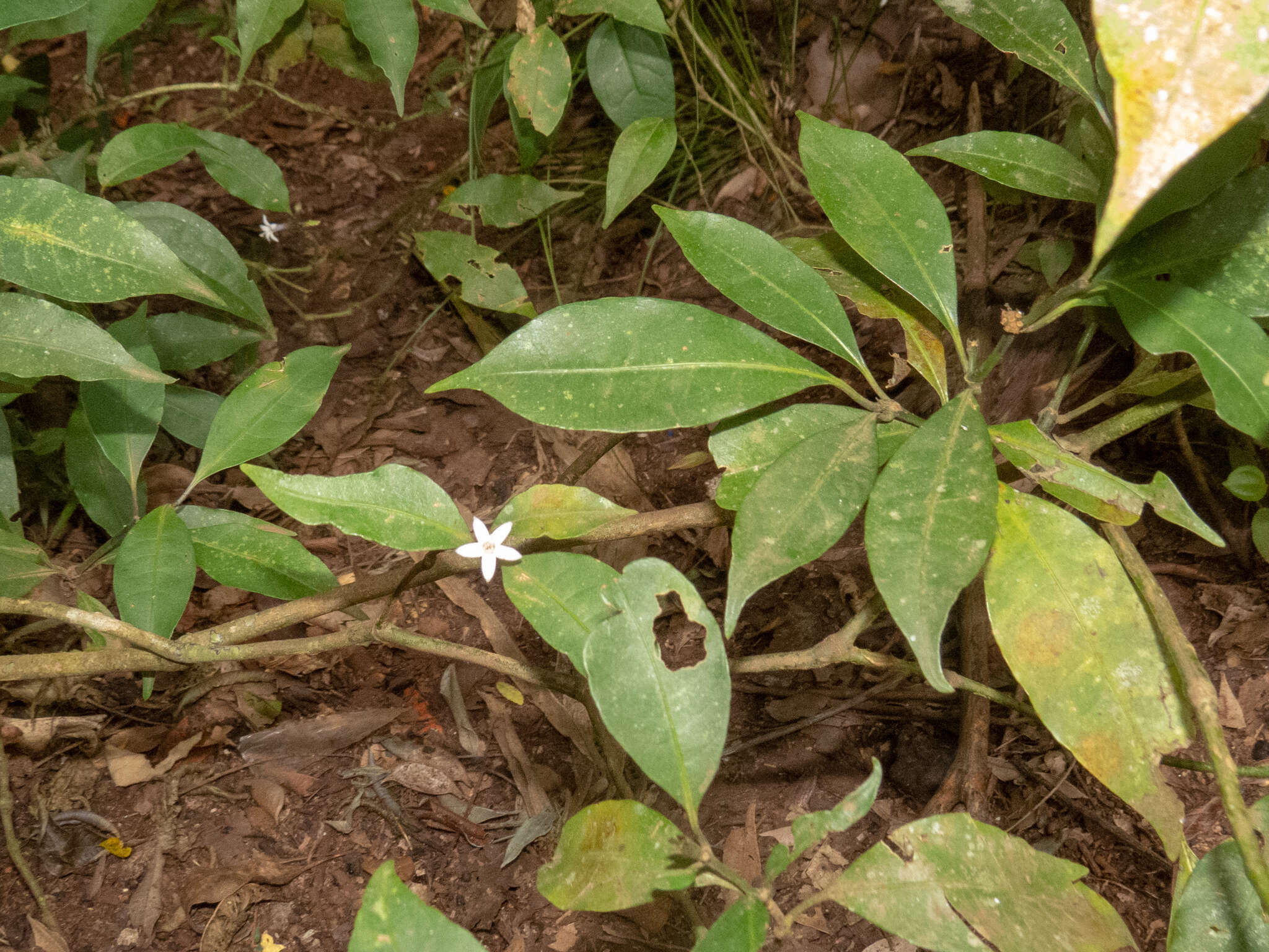 Image of Psychotria suterella Müll. Arg.