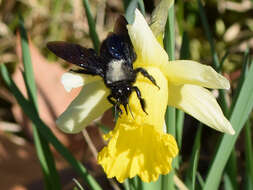 Imagem de Xylocopa violacea (Linnaeus 1758)