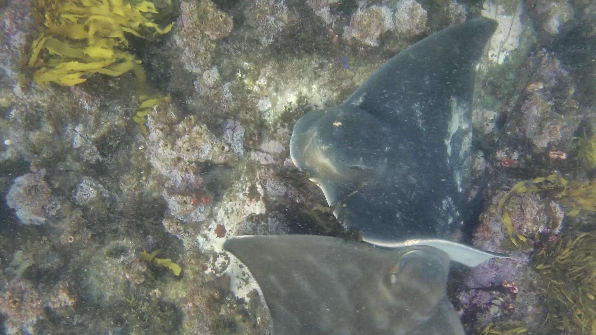 Image of Australian Eagle Ray