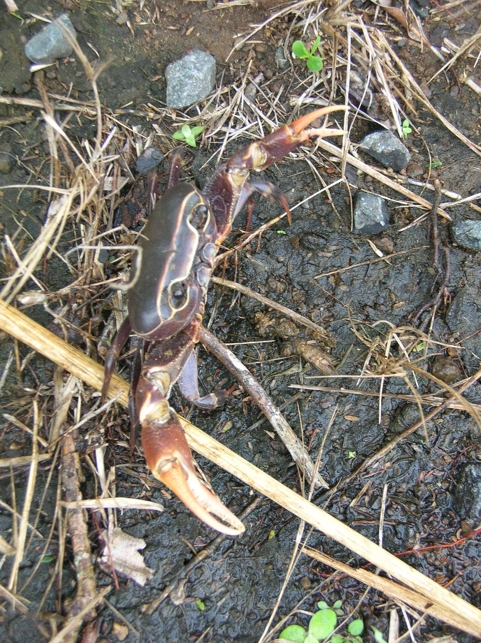 Image of Potamonautes isimangaliso Peer, Perissinotto, Gouws & Miranda 2015