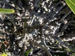 Imagem de Hakea eneabba Haegi