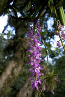 Image of Multi-flowered Aerides