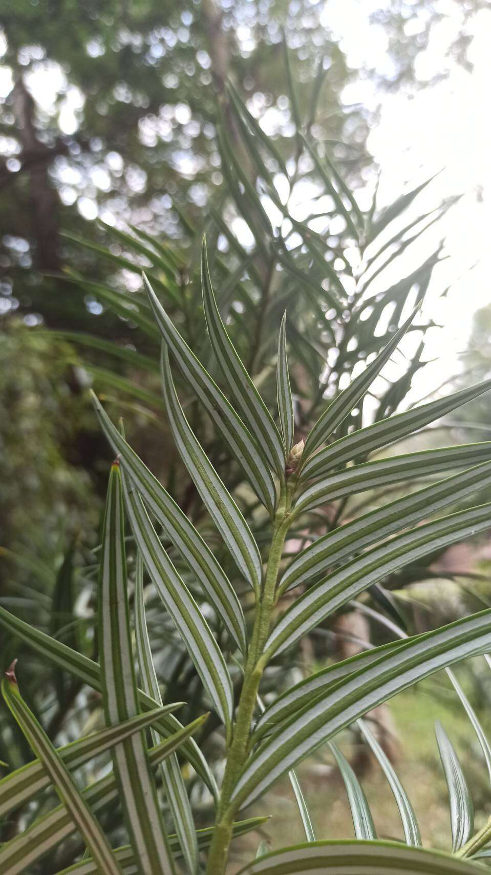 Amentotaxus formosana H. L. Li resmi