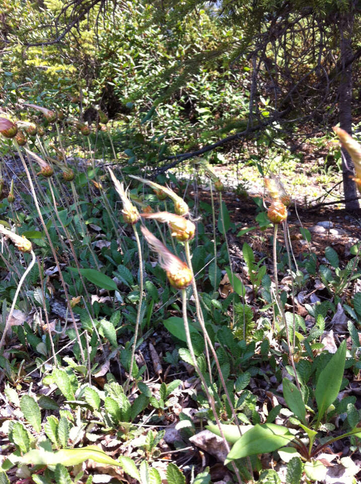 Image of Drummond's mountain-avens