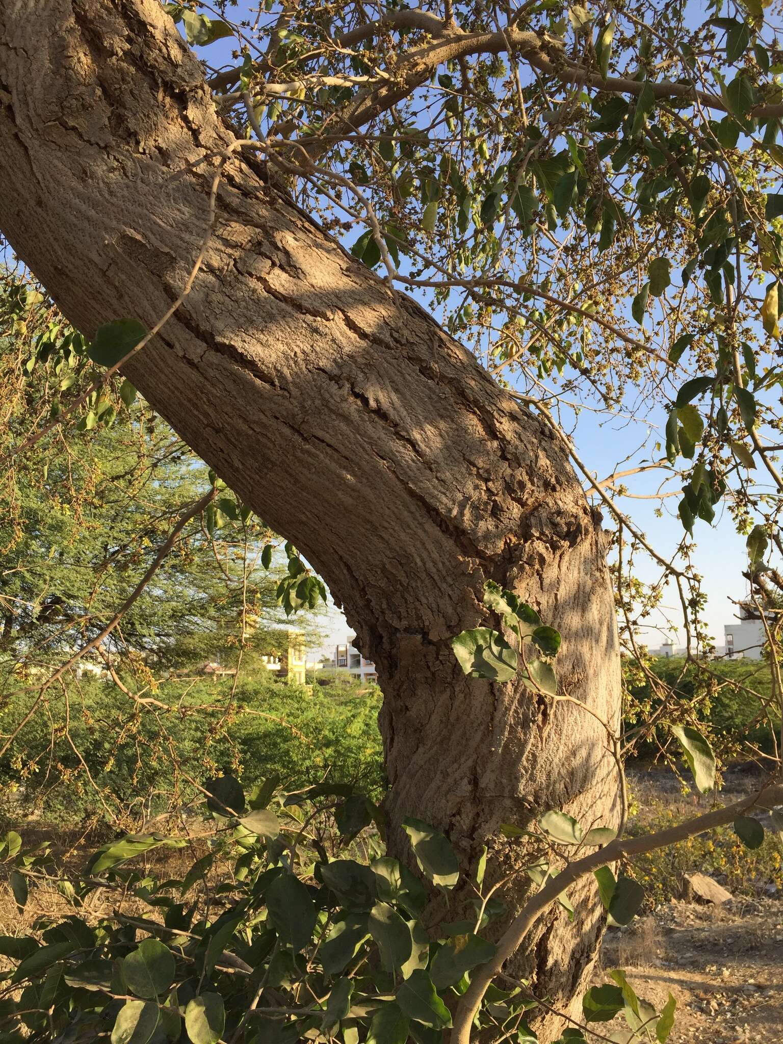 Image de Holoptelea integrifolia (Roxb.) Planch.