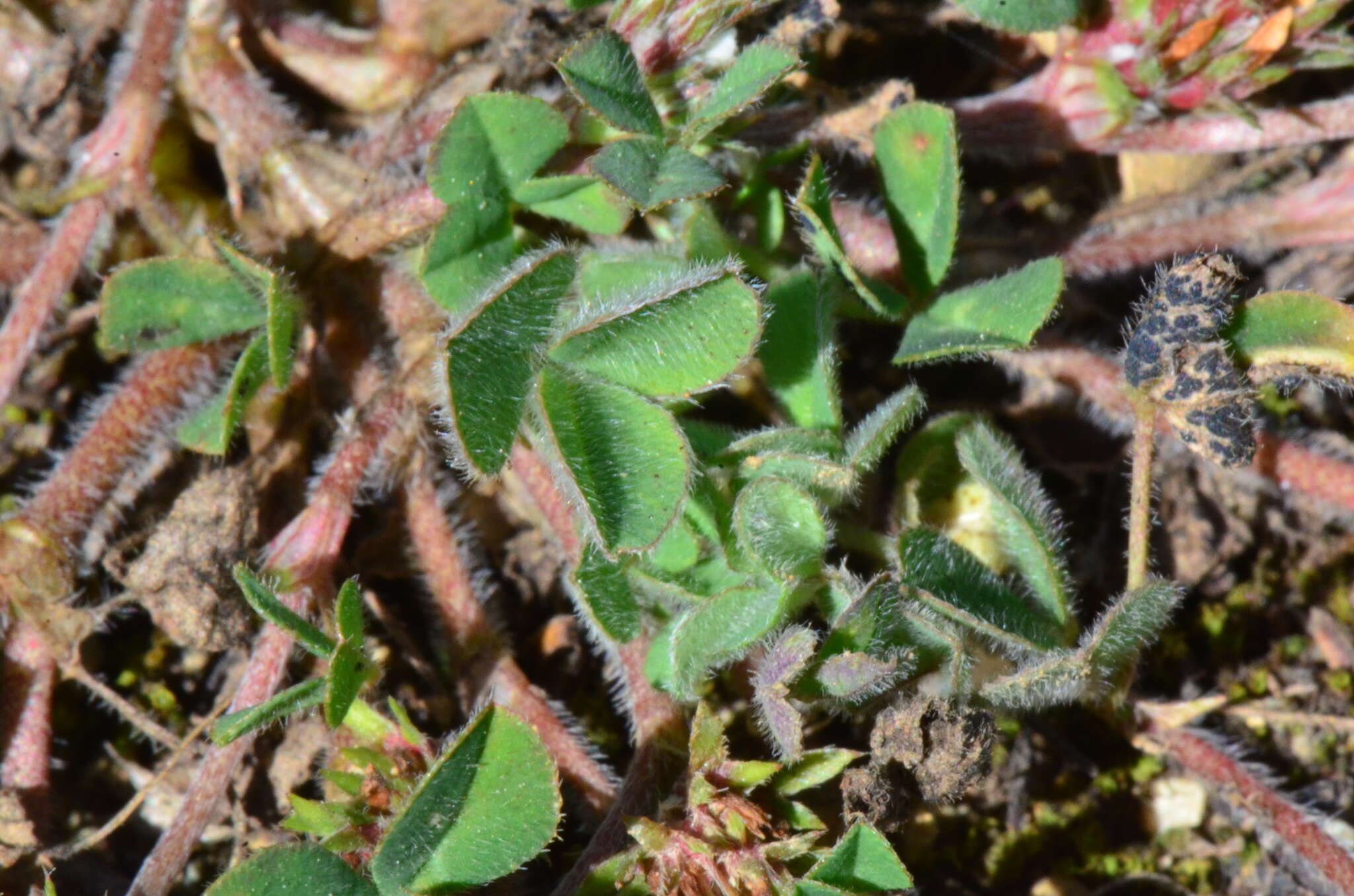 Image of Rough Clover