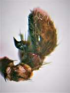 Image de Xysticus thessalicoides Wunderlich 1995