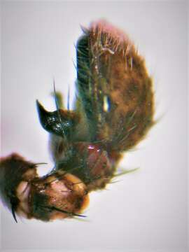 Image of Xysticus thessalicoides Wunderlich 1995