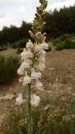 Image of Linaria nivea Boiss. & Reuter