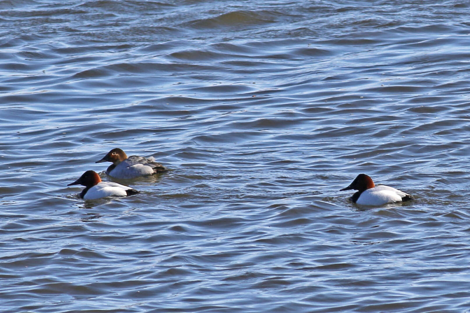 Image of Canvasback