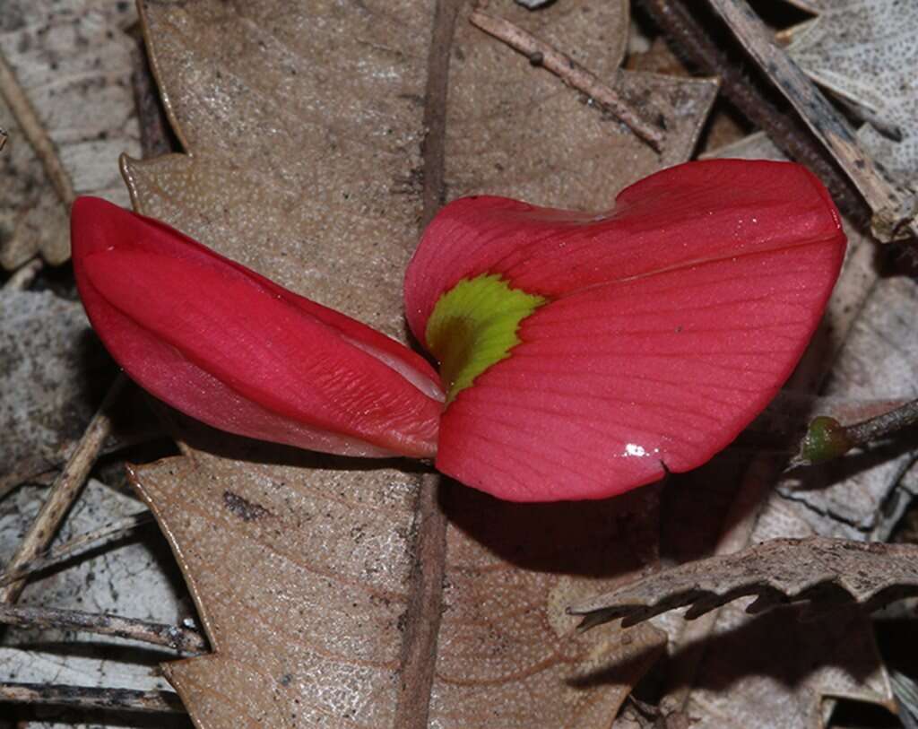 Plancia ëd Kennedia prostrata R. Br.