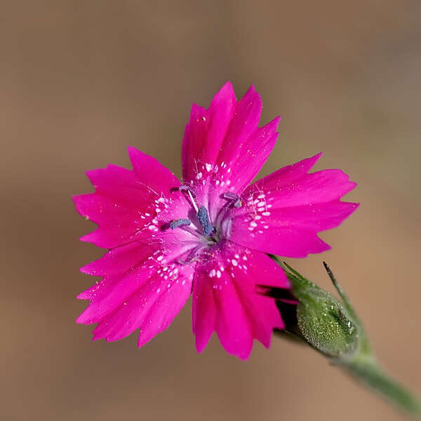 Image of Dianthus cruentus Griseb.