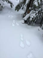 Image of snowshoe hare