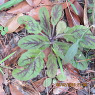 Image of lyreleaf sage