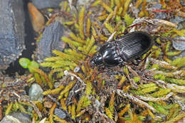 Imagem de Pterostichus (Cryobius) abaxoides (Dejean 1828)