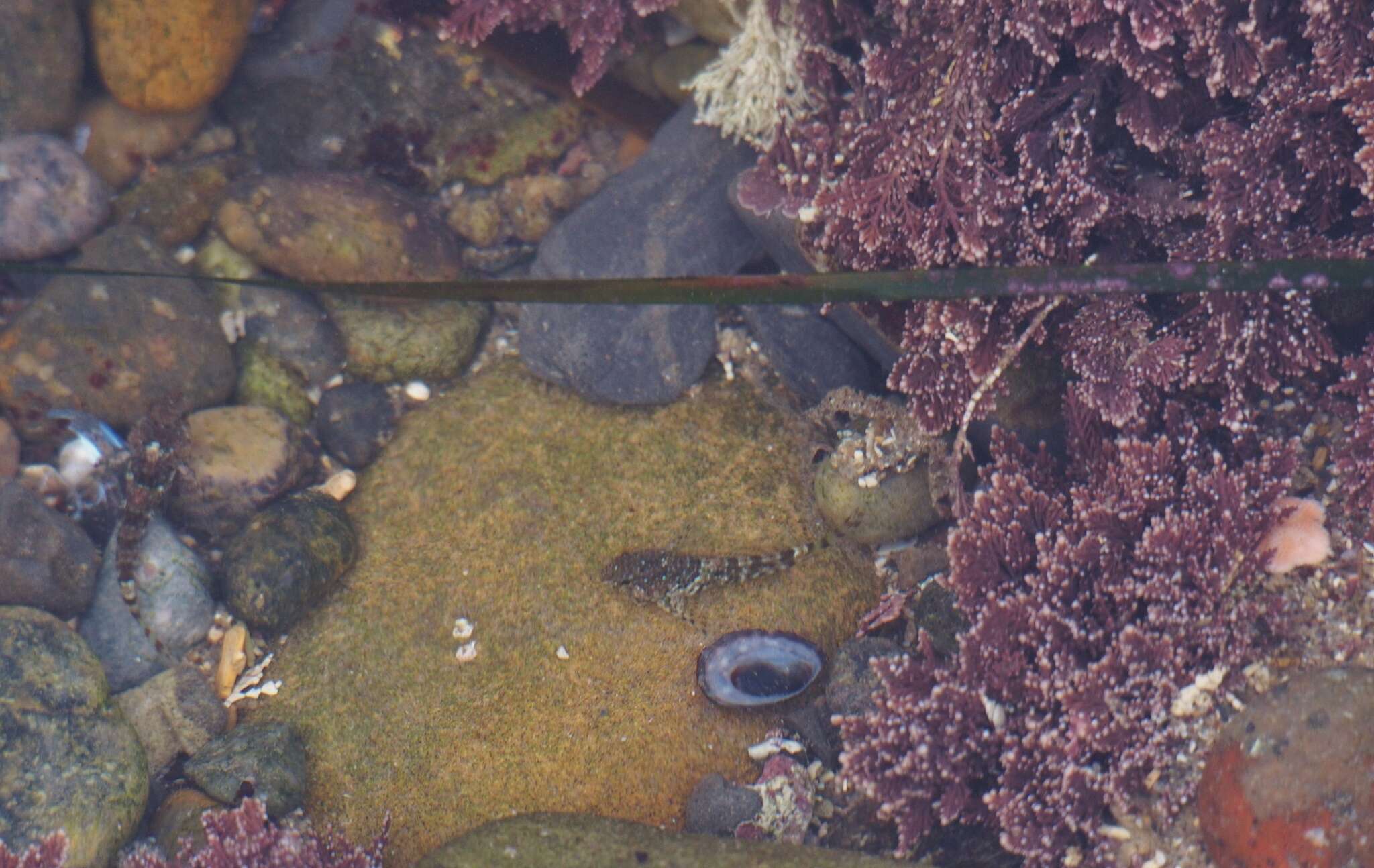 Image of Corallina officinalis var. chilensis