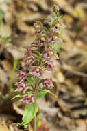 Image of Epipactis lusitanica D. Tyteca