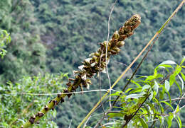 Image of Puya tillii Manzan.