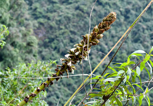 Imagem de Puya tillii Manzan.