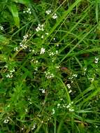 Image of Galium rivale (Sm.) Griseb.