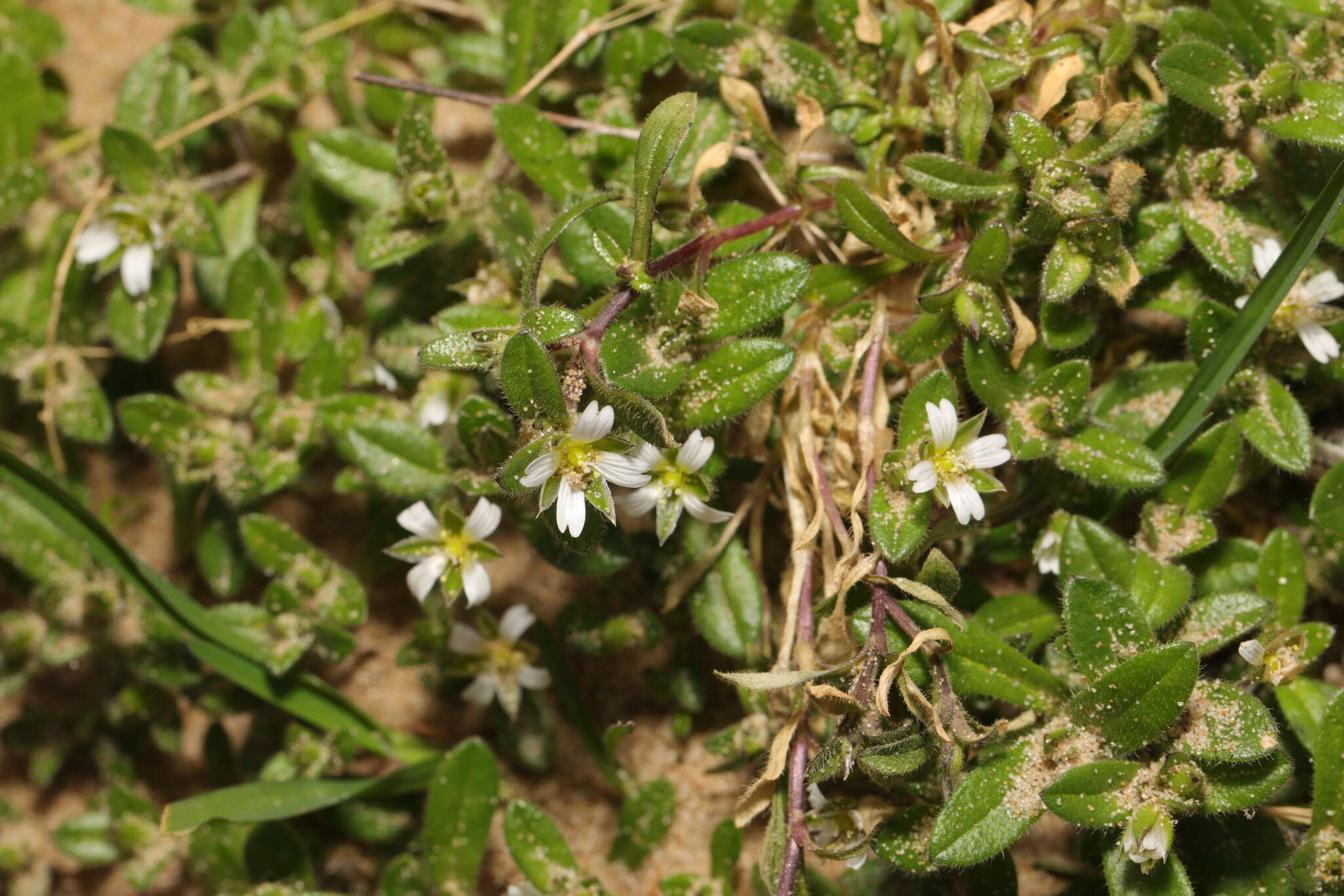 Image of fourstamen chickweed